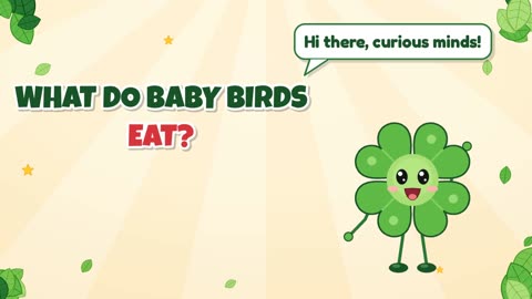 What do baby birds eat?