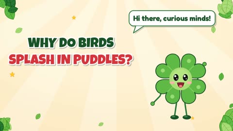 Why do birds splash in puddles?