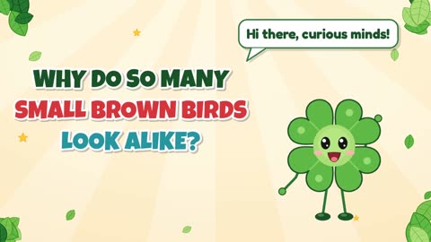 Why do so many small brown birds look alike?