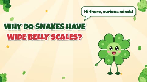 Why do snakes have wide belly scales?