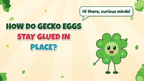 How do gecko eggs stay glued in place?