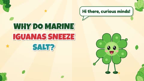 Why do marine iguanas sneeze salt?