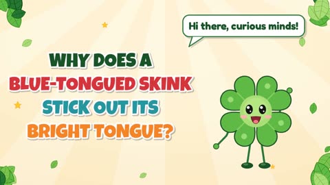 Why does a blue-tongued skink stick out its bright tongue?