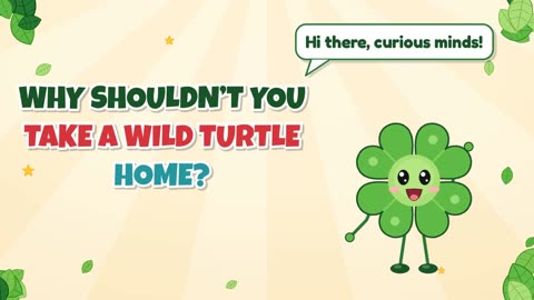 Why shouldn’t you take a wild turtle home?
