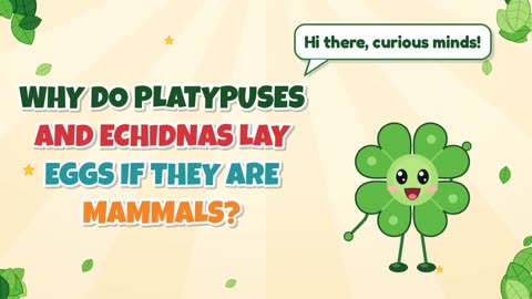 Why do platypuses and echidnas lay eggs if they are mammals?