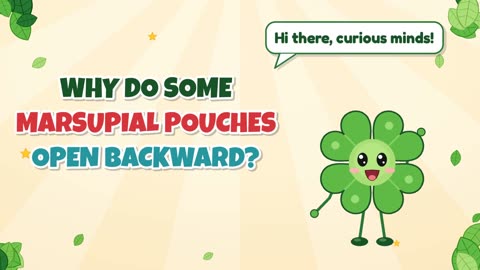Why do some marsupial pouches open backward?