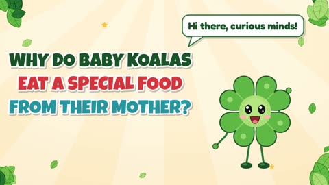 Why do baby koalas eat a special food from their mother?