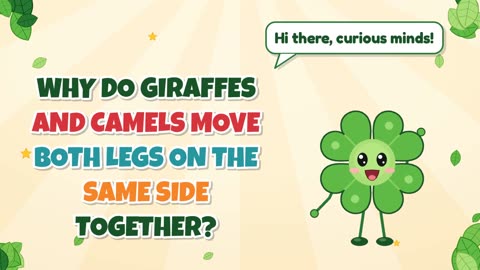 Why do giraffes and camels move both legs on the same side together?