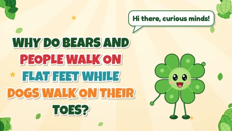 Why do bears and people walk on flat feet while dogs walk on their toes?