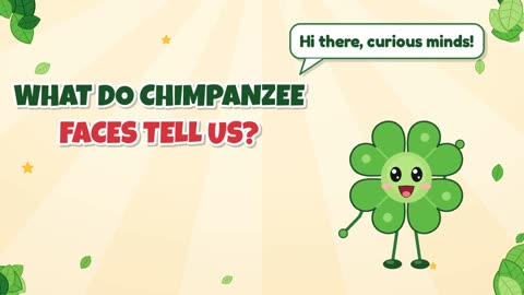 What do chimpanzee faces tell us?