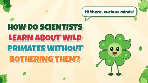 How do scientists learn about wild primates without bothering them?