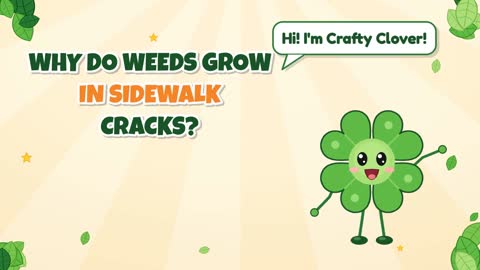 Why Do Weeds Grow in Sidewalk Cracks?