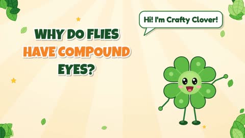 Why Do Flies Have Compound Eyes?