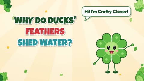 Why Do Ducks' Feathers Shed Water?