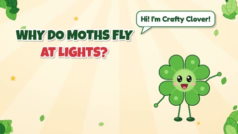 Why Do Moths Fly at Lights?