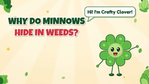 Why Do Minnows Hide in Weeds?