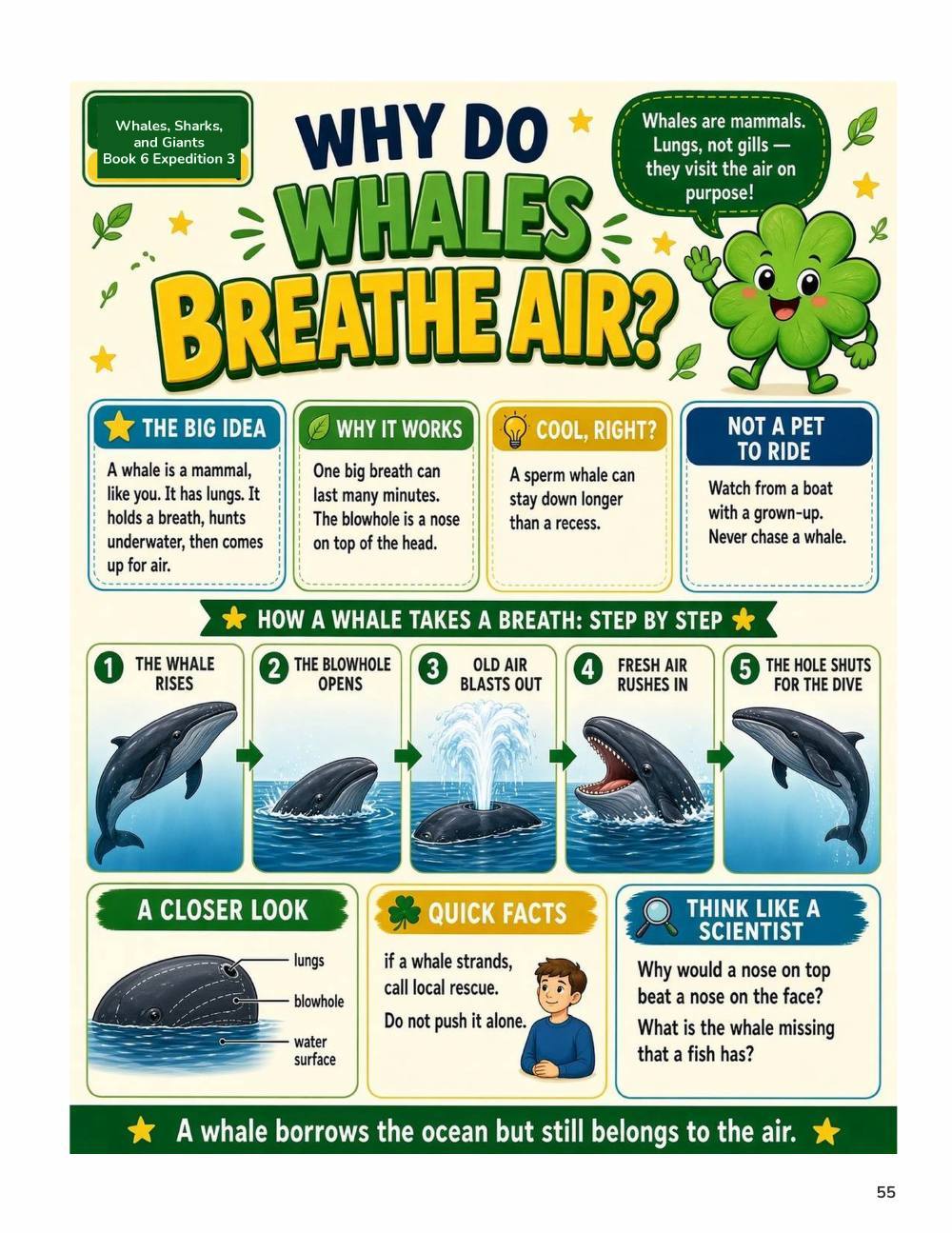 Illustrated page from A Million Whys Book 6 titled Why Do Whales Breathe Air, with Crafty Clover.
