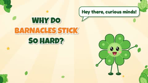 Why Do Barnacles Stick So Hard?