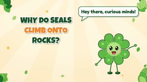 Why Do Seals Climb Onto Rocks?