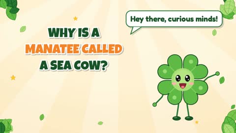 Why Is a Manatee Called a Sea Cow?
