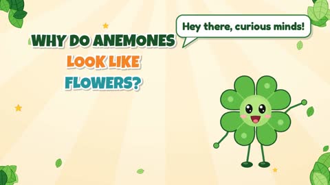 Why Do Anemones Look Like Flowers?