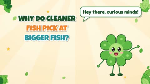 Why Do Cleaner Fish Pick at Bigger Fish?