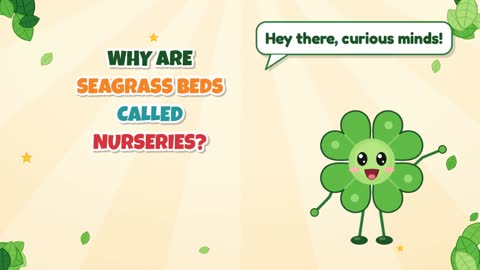 Why Are Seagrass Beds Called Nurseries?