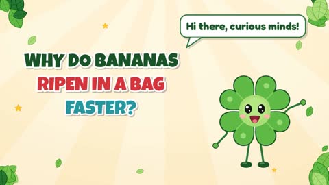 Why Do Bananas Ripen in a Bag Faster?