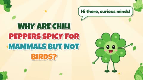 Why Are Chili Peppers Spicy for Mammals But Not Birds?